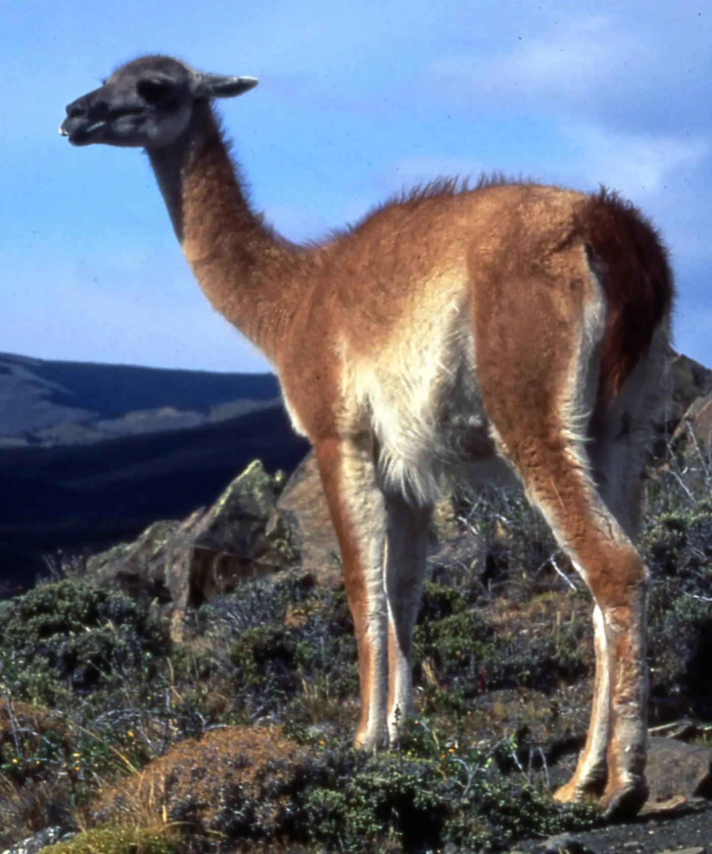 Vicuña