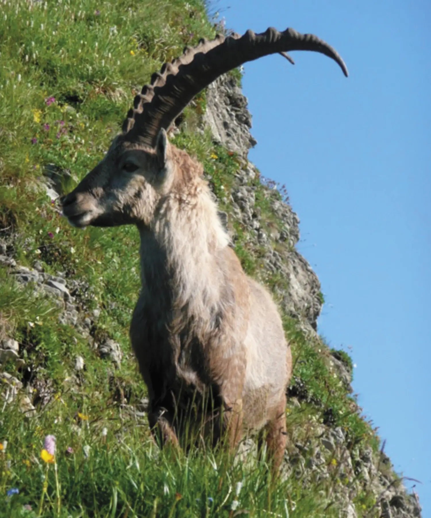 Siberian Ibex Goat