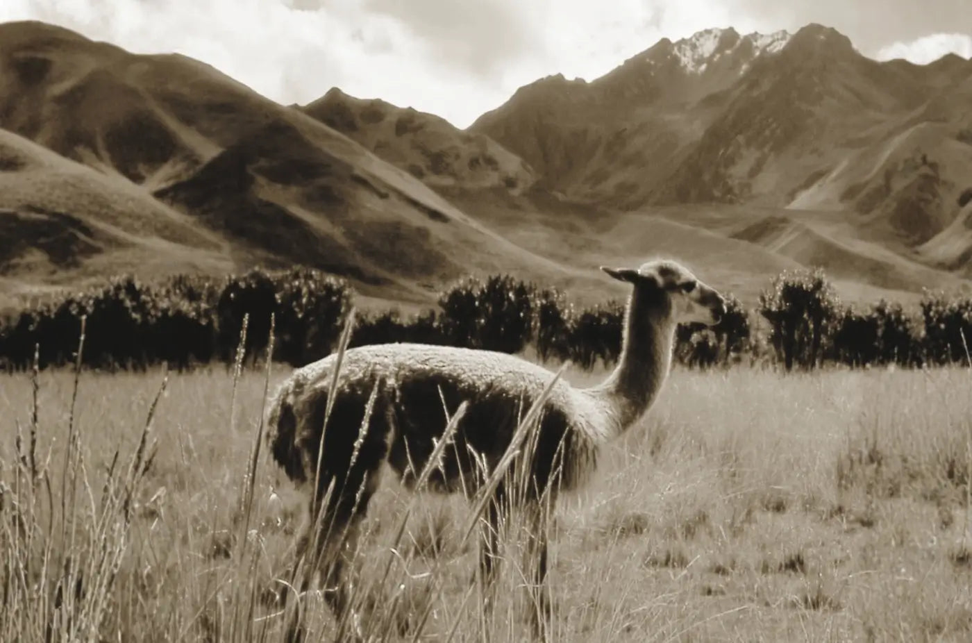 Vicuña
