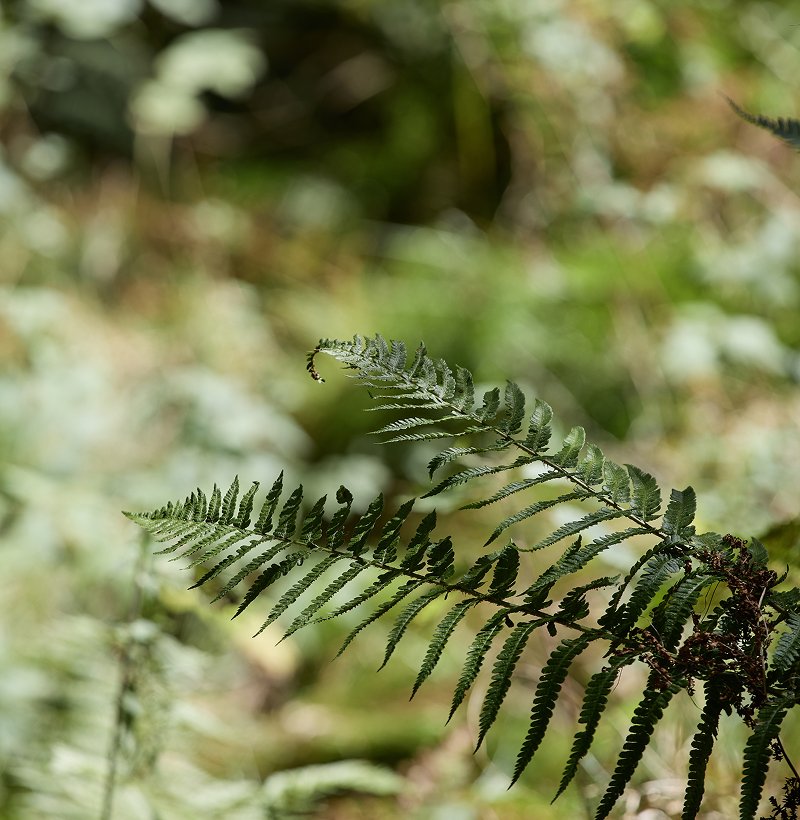 La Natura Valsesia